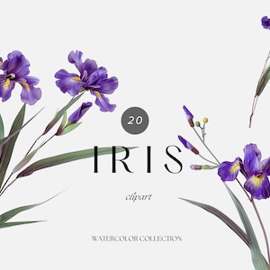 May include: Watercolor clipart featuring purple iris flowers with yellow accents and green leaves. The word "IRIS" is displayed in large black letters, with "clipart" below it. The number "20" is in a gray circle.