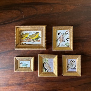 May include: Five miniature rectangular frames with a distressed gold finish, each containing a vintage-style bird illustration. The prints feature a Kentucky Warbler, Gray-headed Chickadee, Common Teal, Elf Owl, and Flammulated Owl with text labels.