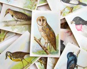 Useful Birds of America Lithographed Arm and Hammer Church and Dwight Soda Cards Complete Set of Sixth Series