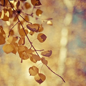 autumn nature photography / aspen, fall, gold, golden, yellow, fall foliage / shimmer / 8x10 fine art photo