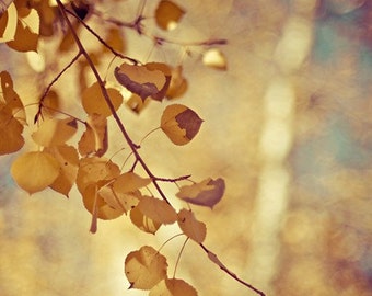 autumn nature photography / aspen, fall, gold, golden, yellow, fall foliage / shimmer / 8x10 fine art photo