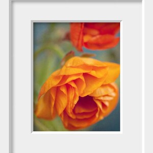 ranunculus flower botanical photography / mustard yellow, orange, red, nature, robins egg blue, green / yellow ruffles / 8x10 fine art photo image 2