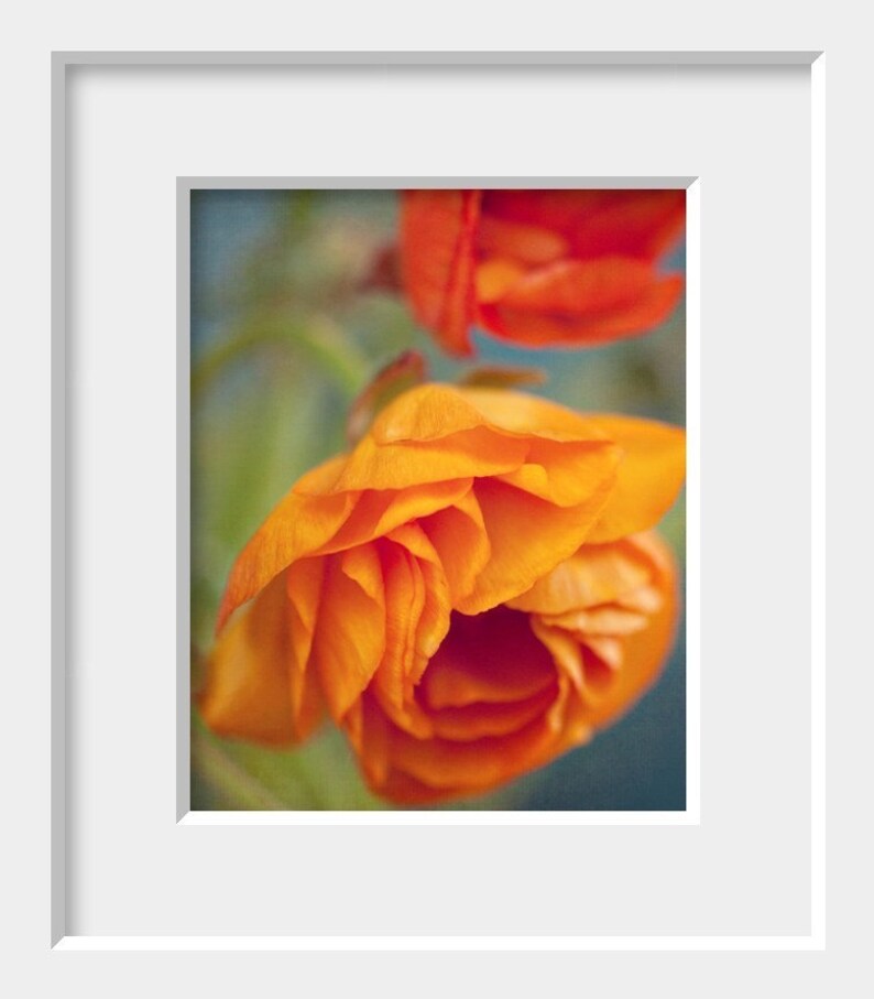 ranunculus flower botanical photography / mustard yellow, orange, red, nature, robins egg blue, green / yellow ruffles / 8x10 fine art photo image 2