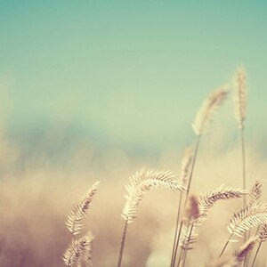 nature photography, summer, field, sun, aquamarine, gold, golden, yellow, straw, robins egg blue / golden no. 3 / 8x10