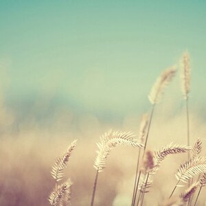 nature photography, summer, field, sun, aquamarine, gold, golden, yellow, straw, robins egg blue / golden no. 3 / 8x10 image 1