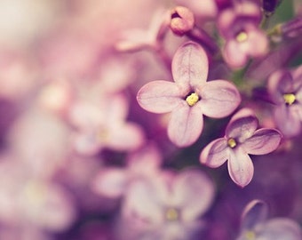 lilac botanical photography / spring photography, purple, lavender, amethyst, nature, macro photography, feminine, flower / lilac /