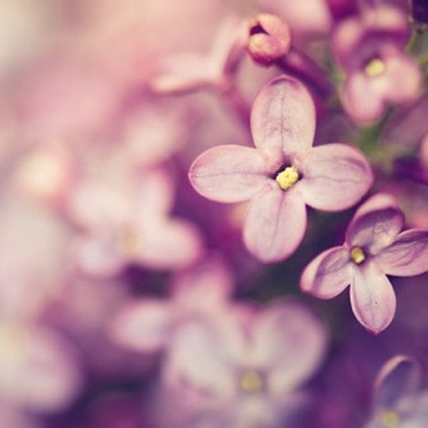 lilac botanical photography / spring photography, purple, lavender, amethyst, nature, macro photography, feminine, flower / lilac /