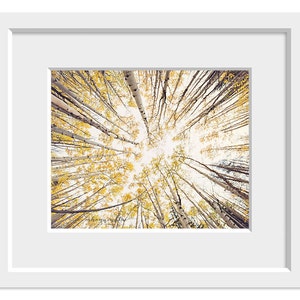 May include: A view looking up through a forest of tall, slender trees with yellow leaves. The sky is visible through the branches.