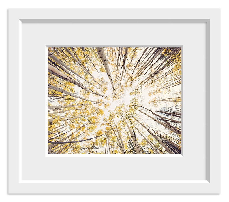 May include: A view looking up through a forest of tall, slender trees with yellow leaves. The sky is visible through the branches.