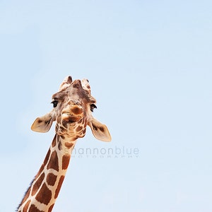 giraffe photography, animal photography, nursery decor, zoo animal, child's room, blue, portrait / here's looking at you, kid / 8x8 or 8x10