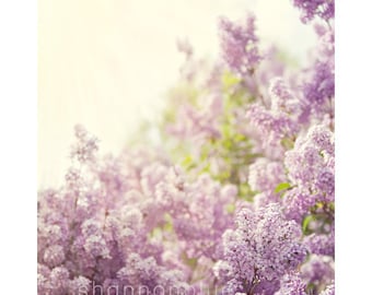 Lilac wiosna botaniczny Fotografia/fioletowy, lawenda, słońce, natura, kobiece, kwiat/pachnie jak wiosna/8x10 Fine Art Photo