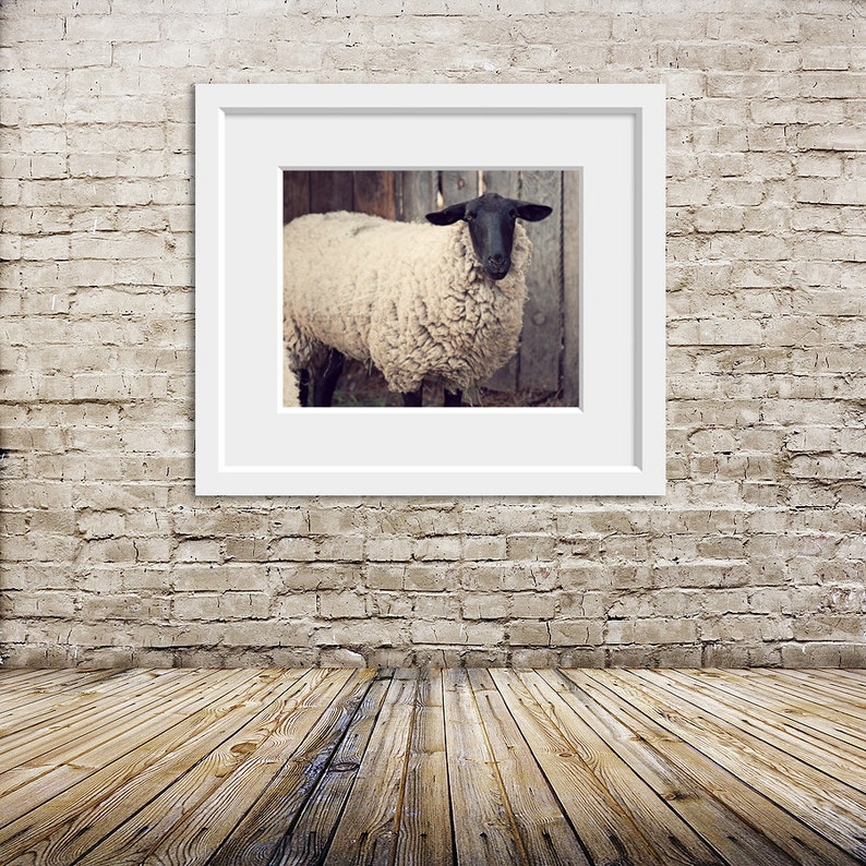 sheep farm photography / rustic, neutral tones, farm animal, lamb, beige / have you any wool / 8x10 fine art photo image 3