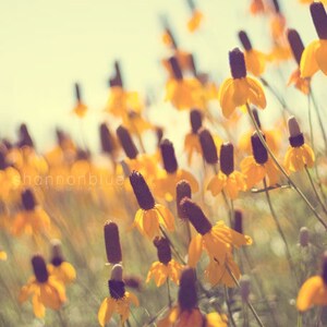 flower photography, summer, nature photography, black-eyed susan, mustard yellow, prairie coneflower, wildflowers / summer gold