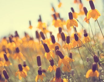 flower photography, summer, nature photography, black-eyed susan, mustard yellow, prairie coneflower, wildflowers / summer gold