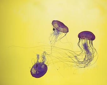 jellyfish aquarium nature photography / yellow, purple, violet, swim, fish, animal / grape jellies / 8x10 fine art photo