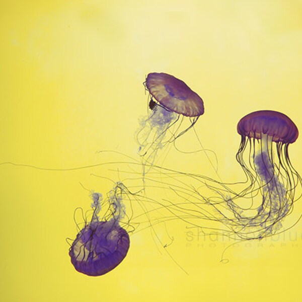 jellyfish aquarium nature photography / yellow, purple, violet, swim, fish, animal / grape jellies / 8x10 fine art photo