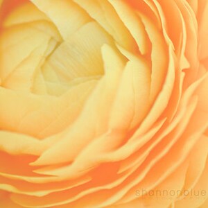 yellow ranunculus botanical photography / soft, butter, flower, petals, summer, nature photography / buttery no. 4 / 8x10 fine art photo image 1