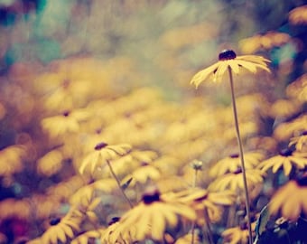 summer flower nature photography / black-eyed susans, yellow, mustard, jewel tones, field, bokeh / susan / 8x10 fine art photo