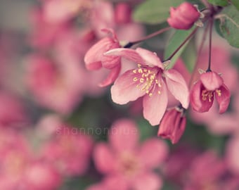 pink flower photography, spring, cherry blossom, nature photography, botanical photography, crabapple, pastel, feminine, girly / in bloom