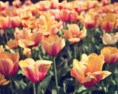 spring tulip photography / flower, botanical photography, yellow, peach, green, salmon, nature photography / orange sherbet