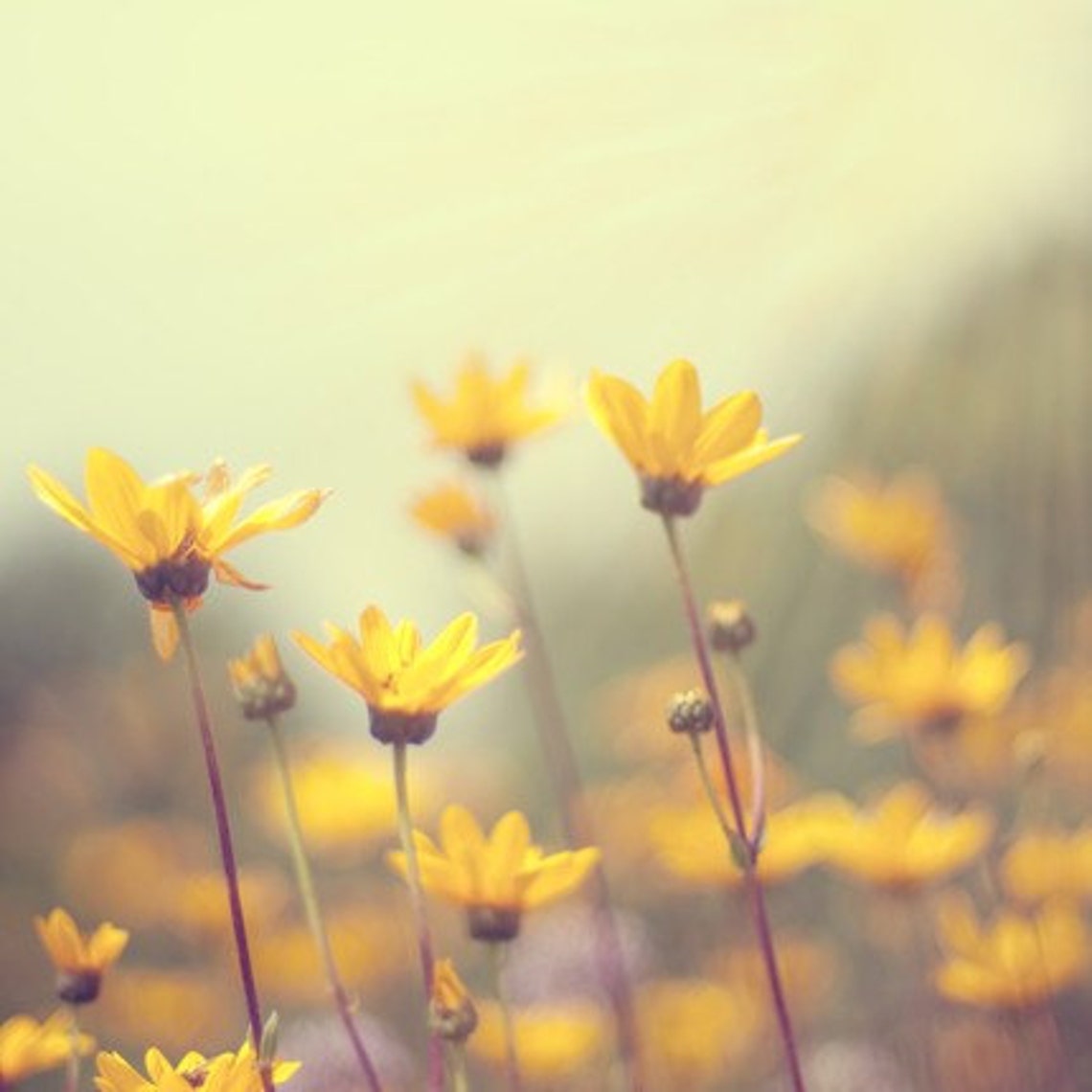Yellow flower photography nature photography botanical | Etsy
