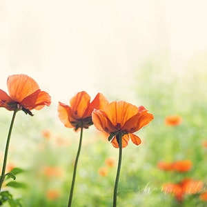 poppy photography / poppies, nature photography, botanical photography, flower, summer, orange, emerald green / three poppies / fine art