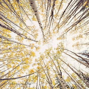 May include: A low angle view looking up at a grove of trees with yellow leaves. The trunks of the trees are white and the leaves are a bright yellow.