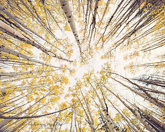 aspen photography, nature photography, autumn, fall, gold, golden, mustard yellow, fall foliage, colorado / fall looking up / 8x10 fine art