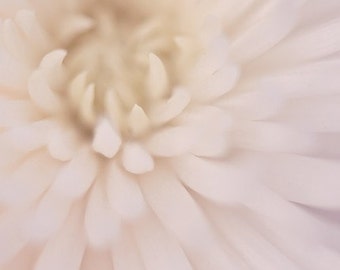 white macro flower botanical photography / mum, chrysanthemum, close-up, detail, blush, cream / white spider mum no. 1