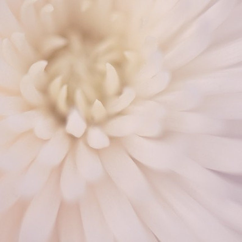 white macro flower botanical photography / mum, chrysanthemum, close-up, detail, blush, cream / white spider mum no. 1 image 1