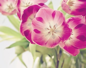 tulip photography / fresh, spring, nature photography, violet, fuchsia, green, home decor / smiley faces / 8x10 fine art photo