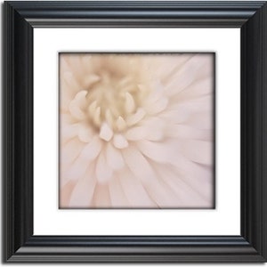 white macro flower botanical photography / mum, chrysanthemum, close-up, detail, blush, cream / white spider mum no. 1 image 2