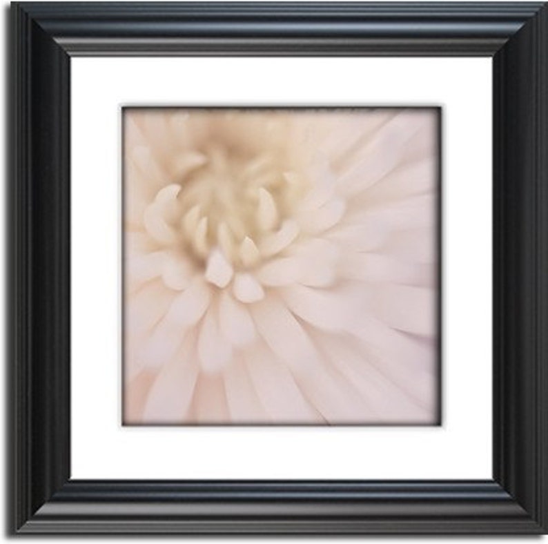 white macro flower botanical photography / mum, chrysanthemum, close-up, detail, blush, cream / white spider mum no. 1 image 2