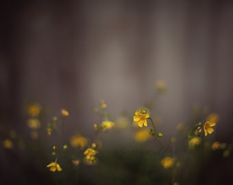 wildflower photographyyellow, gray, grey, dark, moody, nature photography, mustard, botanical photography / a light in the fog