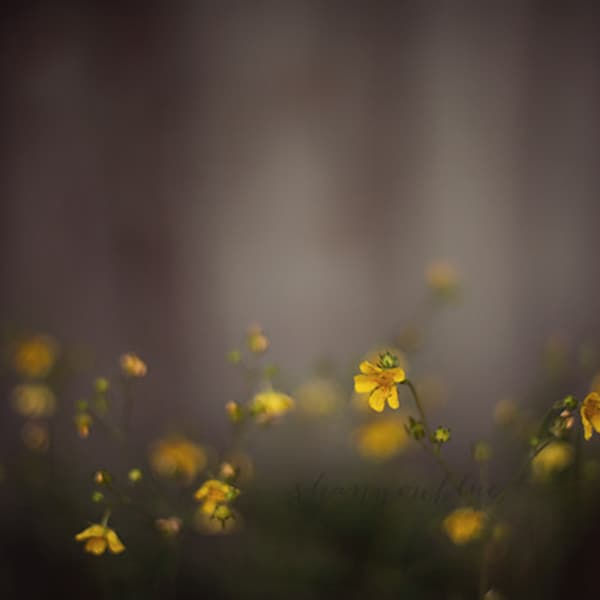 wildflower photographyyellow, gray, grey, dark, moody, nature photography, mustard, botanical photography / a light in the fog