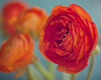 still life photography / botanical vibrant orange red ranunculus flower aquamarine robins egg blue / brights / 8x12 fine art photo