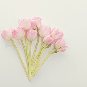 tulip still life photography / pink, flower, bouquet, soft pink, lime green, spring/ tulip study no. 1 / 8x10 fine art photograph image 1