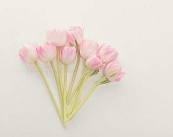 tulip still life photography / pink, flower, bouquet, soft pink, lime green, spring/ tulip study no. 1 / 8x10 fine art photograph