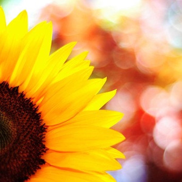 sunflower photography, summer, nature photography, botanical photograph, yellow, flower, rainbow, bokeh, red / sunny / 8x10 fine art photo