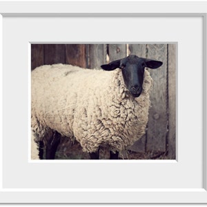 sheep farm photography / rustic, neutral tones, farm animal, lamb, beige / have you any wool / 8x10 fine art photo image 2