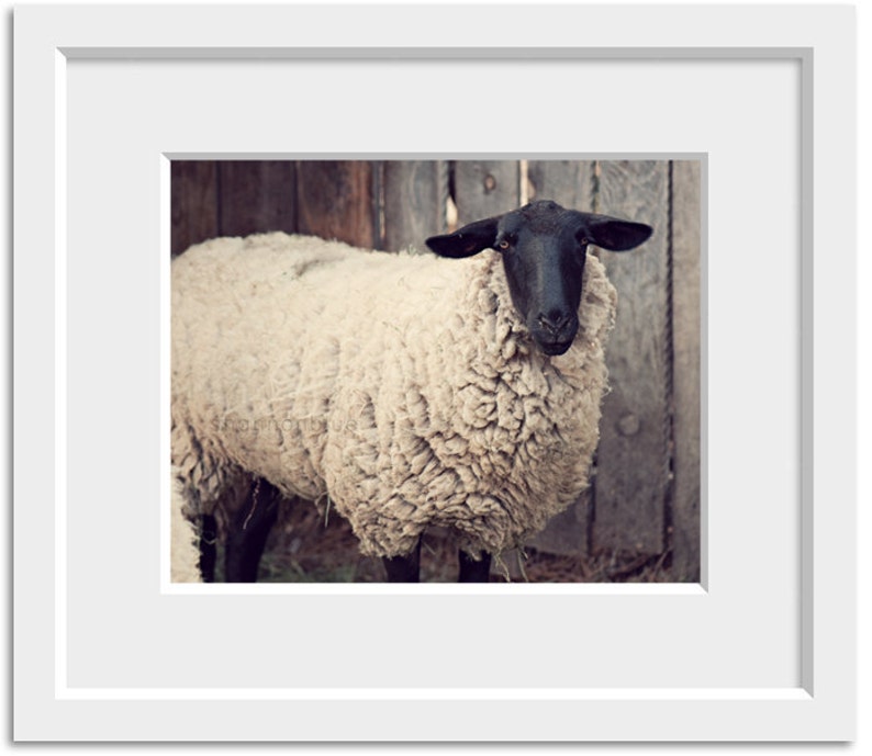 sheep farm photography / rustic, neutral tones, farm animal, lamb, beige / have you any wool / 8x10 fine art photo image 2