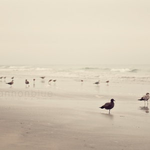beach photography / bird, seagull, tern, coast, california, desaturated, earth tones, serene, nature photography / birds of a feather /