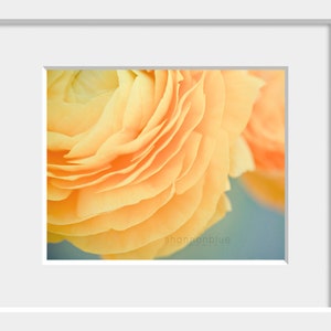 Botanical Photography Yellow Ranunculus Soft Yellow Butter - Etsy