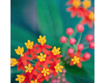 żywy kwiat botaniczny Fotografia / rainbow, kwiatowy, tropikalny, kolorowe, Fotografia przyrodnicza, szmaragdowo-zielony, czerwony, żółty / fajerwerki