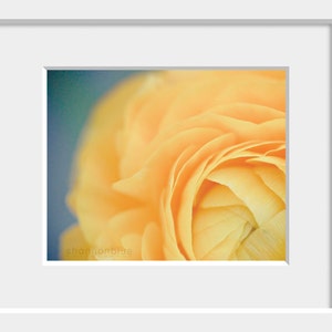 ranunculus photography, yellow, soft, butter, botanical photography, flower photography, robins egg blue, summer, nature / buttery no. 1 image 2