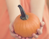 baby pumpkin photograph / thanksgiving, autumn, fall, orange, hands, give, harvest, halloween, pumpkin pie / 8x8 fine art photo
