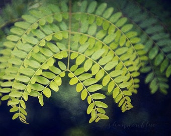 nature photography / fern, green, plant, symmetry, leaf, detail, botanical photography / let it grow / 8x10 fine art photo