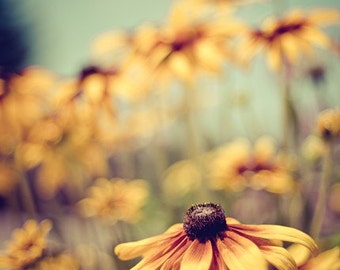 summer flower nature photography / mustard yellow, black-eyed susan, rudbeckia, robins egg blue, rust / sunshine / 8x10 fine art photo