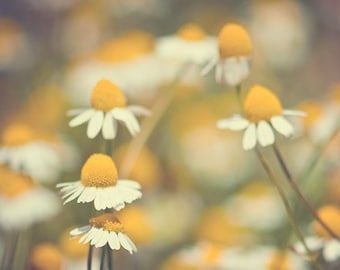 chamomile photography, yellow, daisy, flower photography, nature photography, spring, summer, mustard yellow, green, 1970s / chamomile
