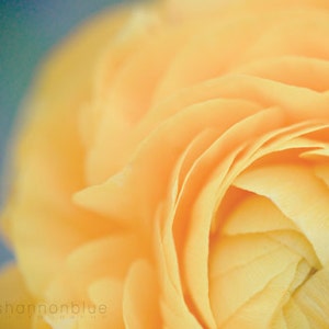 ranunculus photography, yellow, soft, butter, botanical photography, flower photography, robins egg blue, summer, nature / buttery no. 1 image 1